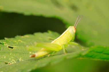 Oxyachinensis doğadaki bitki üzerine