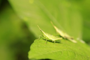 Atractomorpha sinensis Bolvar doğadaki bitki üzerine