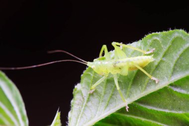 Uzun boynuzlu çekirgeler, yeşil yapraklı periler.