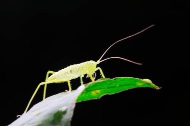 Uzun boynuzlu çekirgeler, yeşil yapraklı periler.
