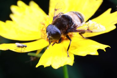 Syrphidae doğal haliyle Kuzey Çin 'de.