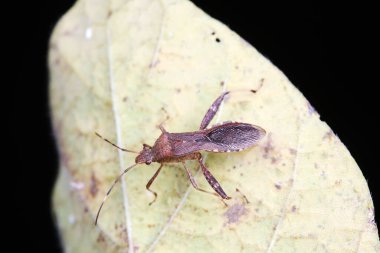 Yeşil yapraklı pis böcek, Kuzey Çin