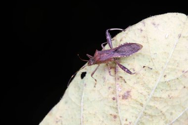 Yeşil yapraklı pis böcek, Kuzey Çin