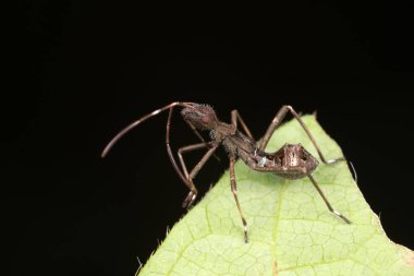 Yeşil yapraklı pis böcek, Kuzey Çin