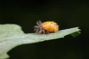 Yeşil yapraklı uğur böcekleri pupası, Kuzey Çin