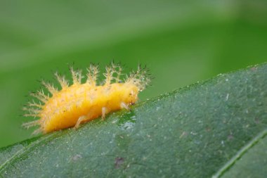 Yeşil yapraklı uğur böcekleri larvası, Kuzey Çin