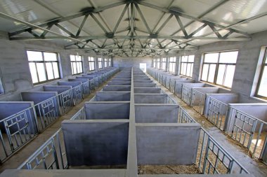 Çiftlikte buzağıların üreme odası, fotoğrafa yakın çekim.