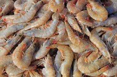 Taze karidesler bir araya toplanmış. 