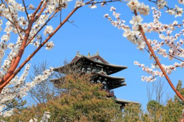 Park alanı manzarası, fotoğrafa yakın çekim.