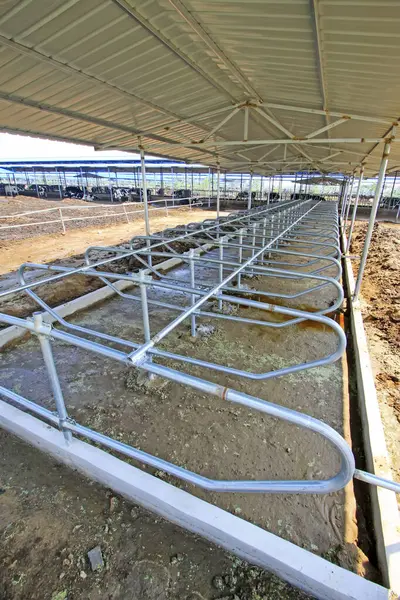 Bir mandıra çiftliğinde metal izolasyon tırabzanı, fotoğrafa yakın çekim.