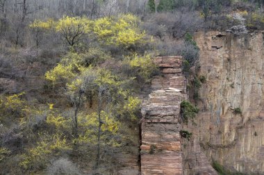 Dağ bitkisi, doğal koku.