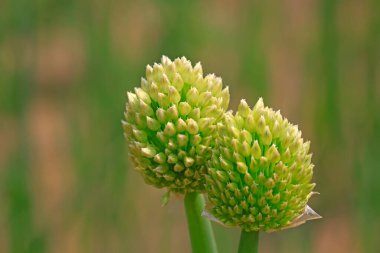 Doğranmış yeşil soğan, fotoğrafa yakın çekim.