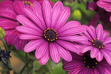 Afrika kadife çiçeği, fotoğrafa yakın çekim.