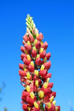 Botanik gardında Lupine çiçekleri