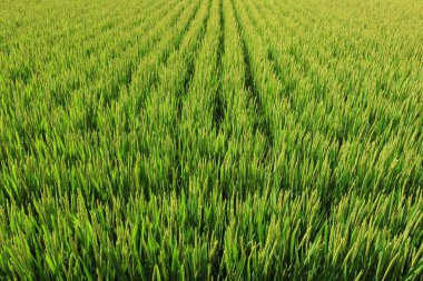 Rice Field, fotoğrafa yaklaş.