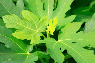 İncir yaprakları, fotoğrafa yakın çekim.