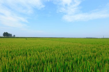 Rice Field, fotoğrafa yaklaş.