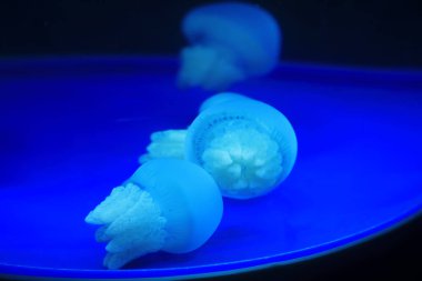 Denizanası, fotoğrafa yaklaş.