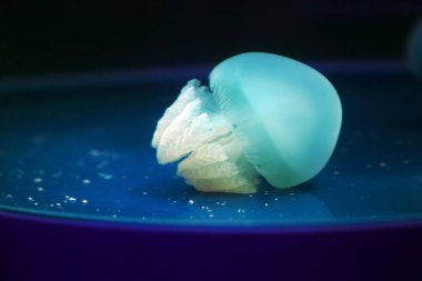 Denizanası, fotoğrafa yaklaş.