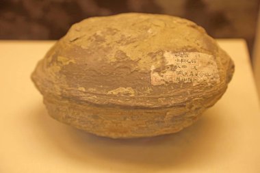 Museu 'de midye fosilleri