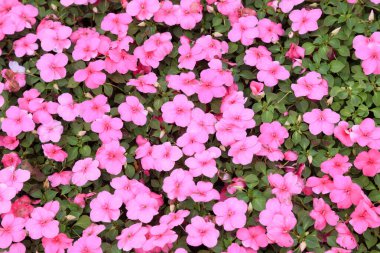 Afrikalı Impatiens Rosa kırmızı