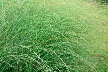 Botanik gardında ünlü bitkiler