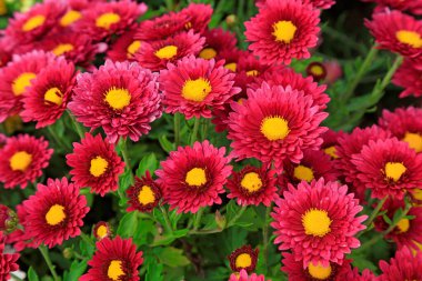 Botanik gardında kasımpatı