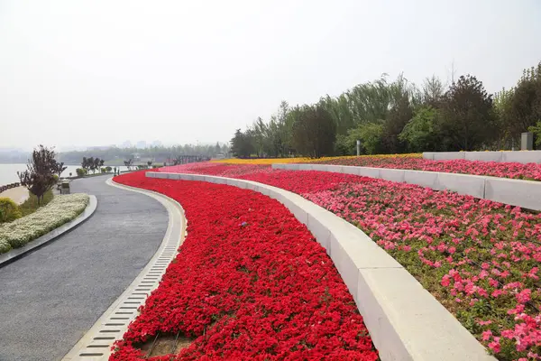 Renkli çiçek tarhı, fotoğrafın yakın çekimi