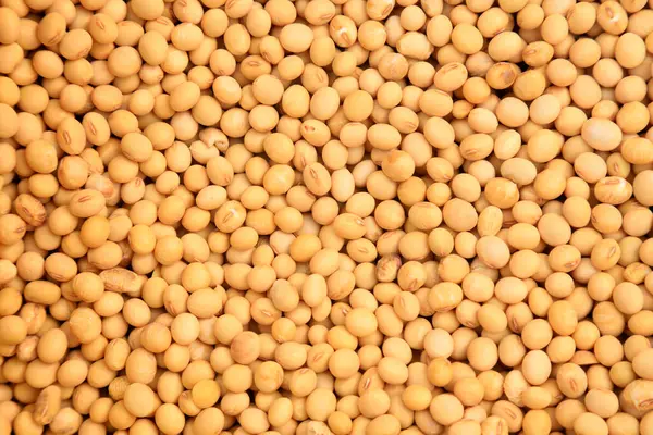 Soya fasulyesi, fotoğrafa yaklaş.