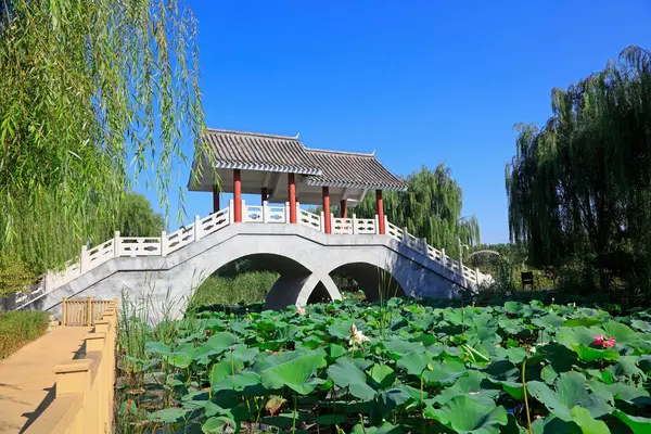 Parkta çifte köprü.