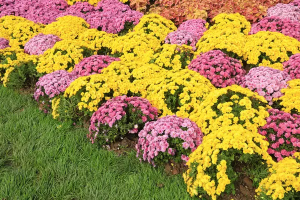 Botanik gardında kasımpatı