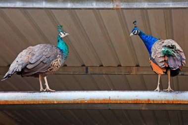 Tavus kuşları çiftlikte