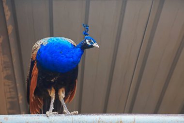 Tavus kuşları çiftlikte