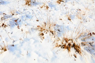 Karda solmuş çimenler