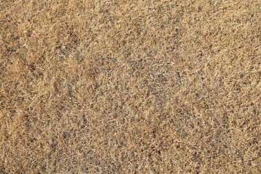 Kurumuş otlar, yakın plan fotoğraflar.