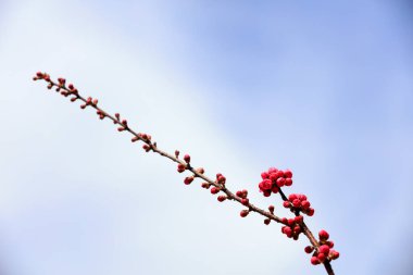 Çiçekli erik çiçeği, fotoğrafın yakın çekimi.