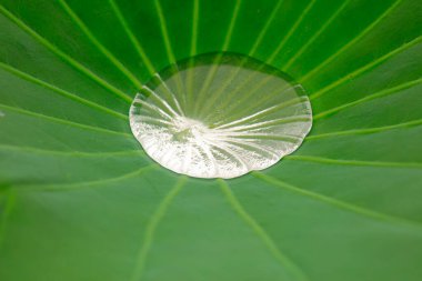 Lotus Yaprakları ve Su Topları