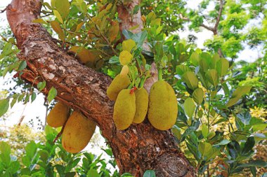 Botanik bahçesindeki bir ağaçtaki ananas meyvesi, Sanya City, Hainan Eyaleti, Çin