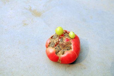 Toprakta kusurlu domatesler yetişiyor.