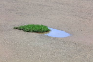 Plajdaki Spartina Alterniflora