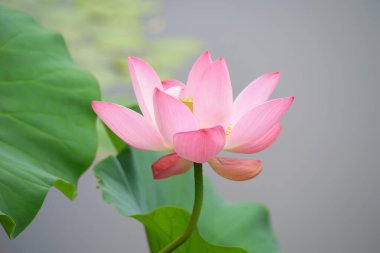 Güzel pembe lotus, yakın plan fotoğraflar.