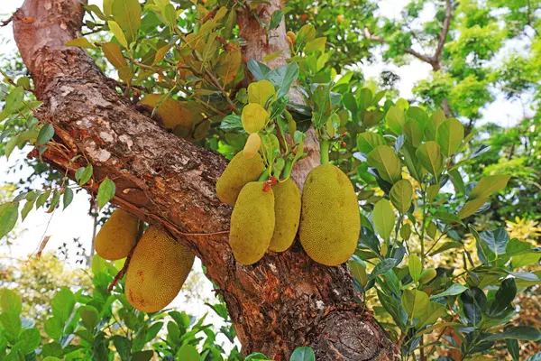 Botanik bahçesindeki bir ağaçtaki ananas meyvesi, Sanya City, Hainan Eyaleti, Çin