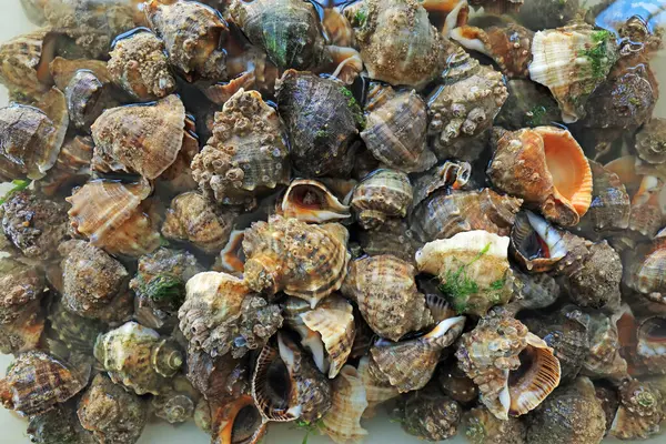 Taze deniz kabuğu birikiyor, yakın plan fotoğraflar.