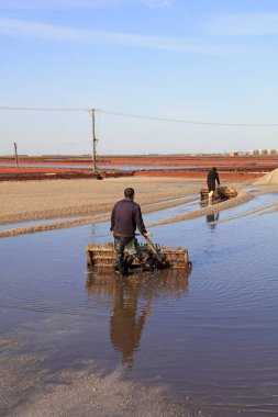 Luannan County - 28 Ekim 2016: işçiler tuz tarlasında işçilik yaptılar, Luannan, Hebei, Chin
