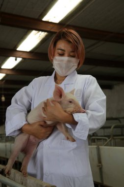 LUANNAN İlçesi - 5 Eylül 2017: Bir domuz çiftliğinin büyümesini ve gelişimini kontrol etmek için elinde bir domuz tutan güzel bir kız, Hebei Eyaleti, Çin