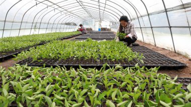 Luannan County, Çin - 22 Ağustos 2019: Luannan County, Hebei Eyaleti, Çin 'de kiraz tohumu kesen bahçe işçileri