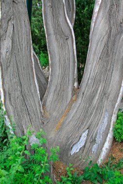 kuru ağaç gövdesi, fotoğrafa yakın çekim