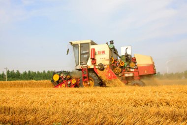 LUANNAN COUNTY - 15 Haziran 2014 'te, Luannan Eyaleti, Hebei Eyaleti, Çin' de hasatçı hasat ediyor.