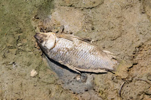 Sahilde ölü balık, fotoğrafa yakın çekim.