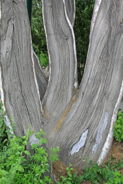 kuru ağaç gövdesi, fotoğrafa yakın çekim